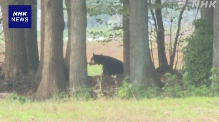 民眾拍到熊蹤。(互聯網)