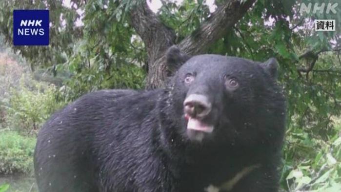 秋田民眾本月中拍到熊出沒。(互聯網)