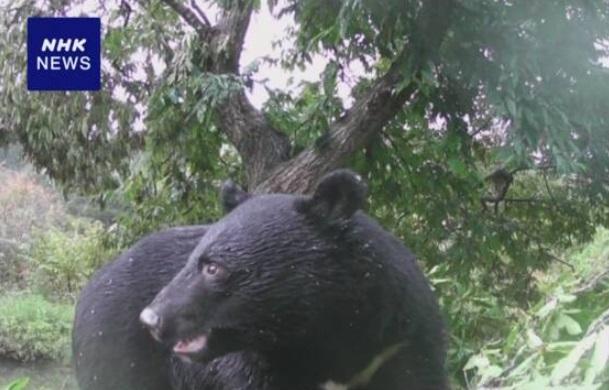 秋田民眾本月中拍到熊出沒。(互聯網)