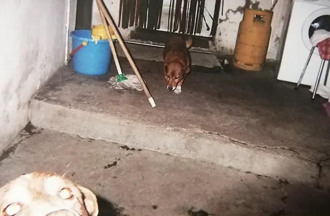 7歲時的Bobi。(互聯網)