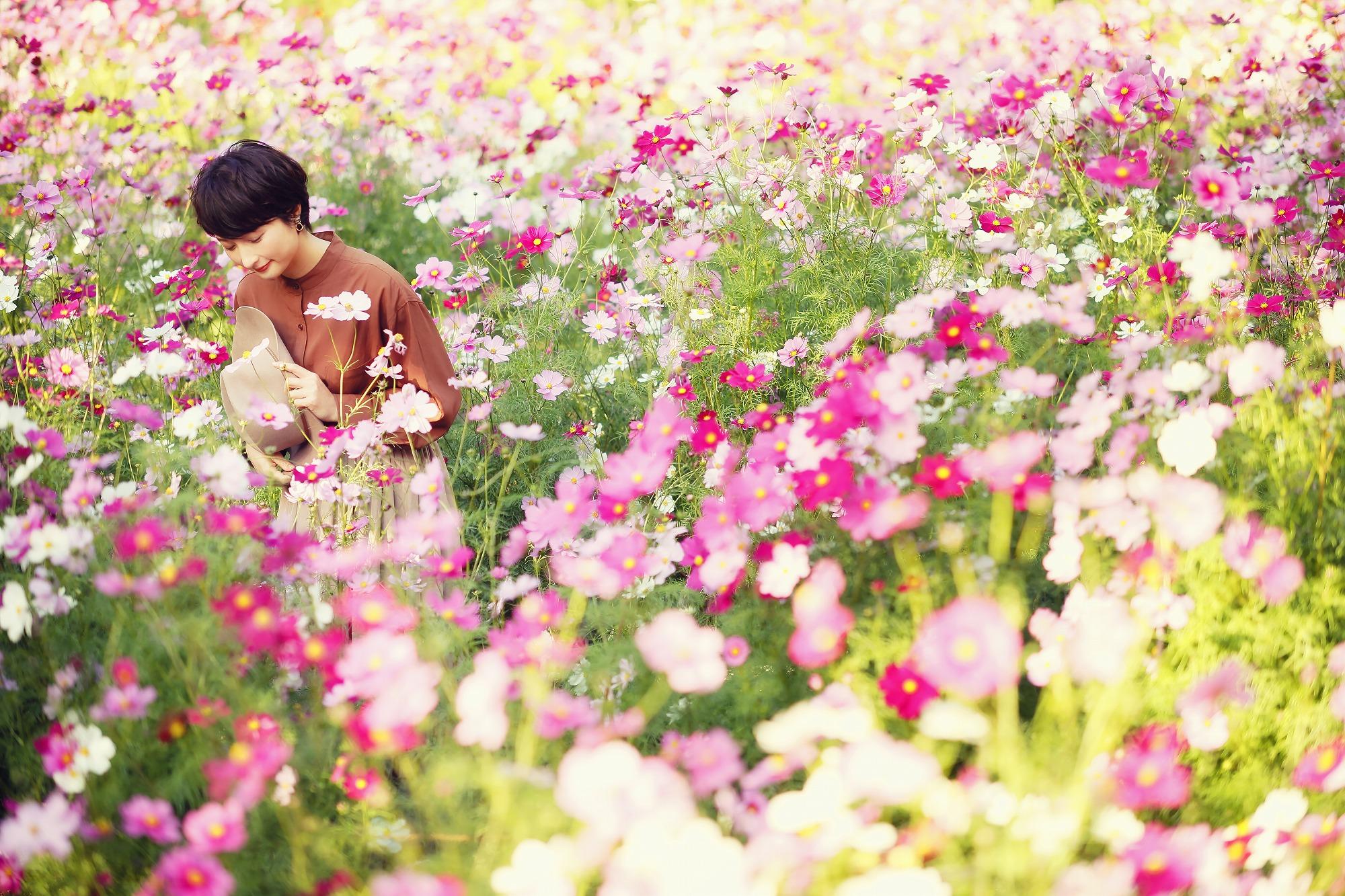 神戸布引香草園 的秋菊季由10月上旬至12月上旬,花期漫長。 (圖片來源:PR TIMES)