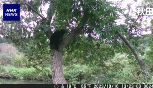 本月16日,秋田縣民眾拍到野熊在郊外爬樹。(互聯網)