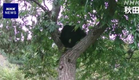 野熊在樹上休息。(互聯網)