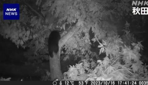 直至傍晚,野熊仍留在原地。(互聯網)