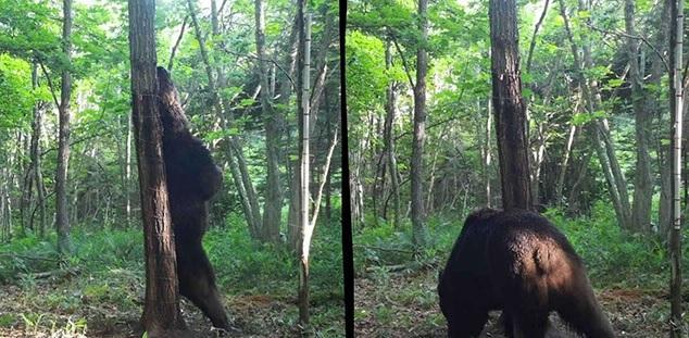 日本民眾早年拍到野熊蹤影。(資料圖片)