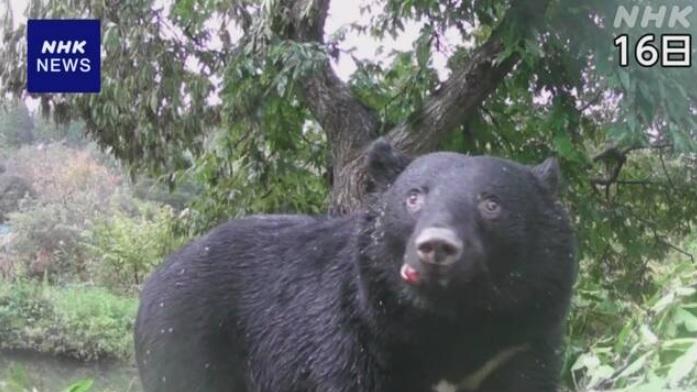 本月16日,秋田縣有民眾拍到一隻野熊在郊外爬樹、吃栗子,幾乎一整天留在原地。(互聯網)