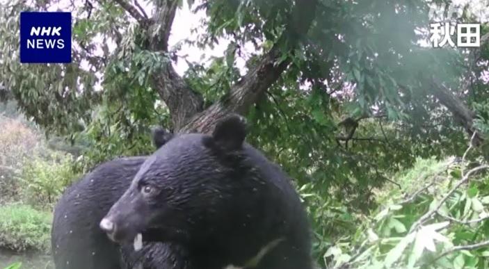 本月16日,秋田縣有民眾拍到一隻野熊在郊外爬樹、吃栗子,幾乎一整天留在原地。(互聯網)