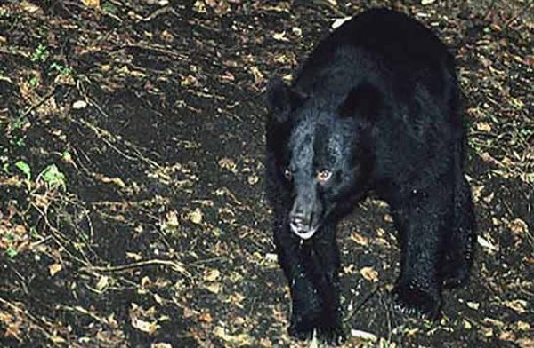日本民眾早年拍到野熊蹤影。(資料圖片)