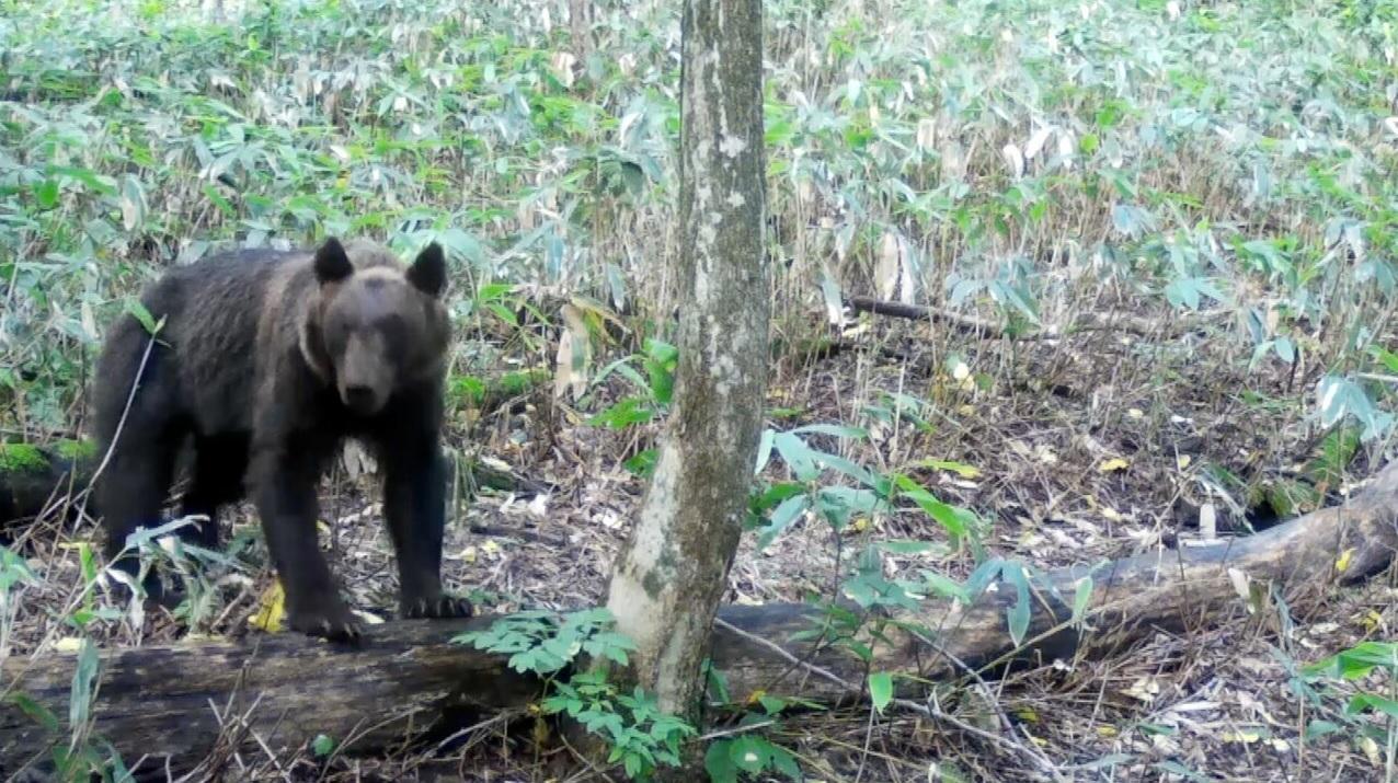 日本民眾早年拍到野熊蹤影。(資料圖片)