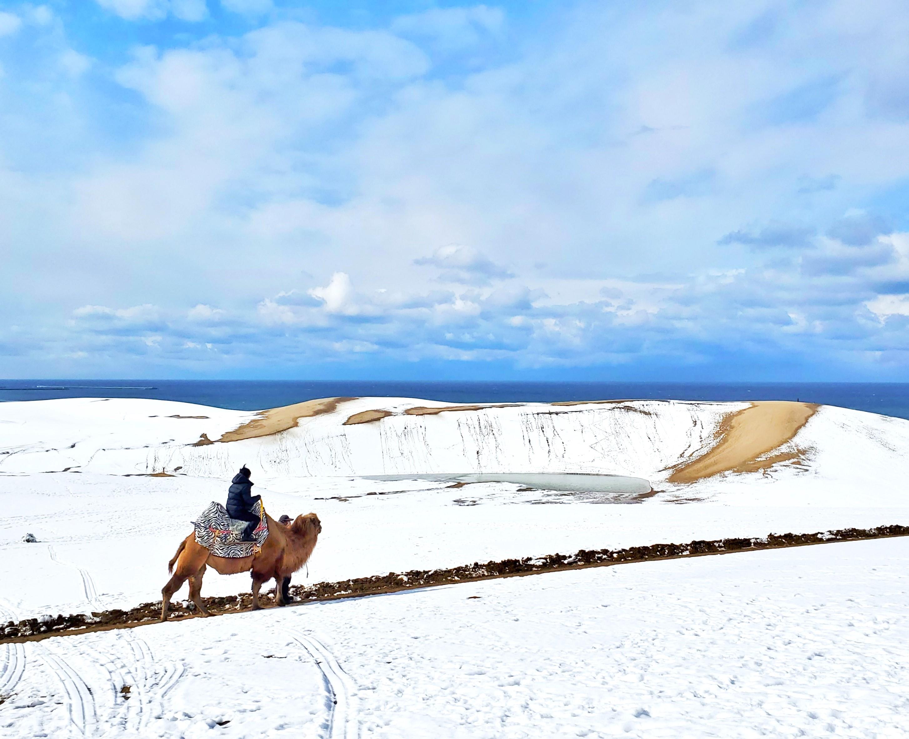 鳥取景點 能遇上鳥取砂丘積雪的機會相當難得,建議大家體驗在雪丘上騎駱駝,拍下壯闊的絕景照片,絕對能引來大眾羨慕!