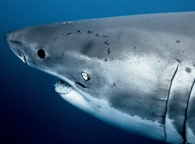 Mike Coots拍攝的鯊魚。(互聯網)