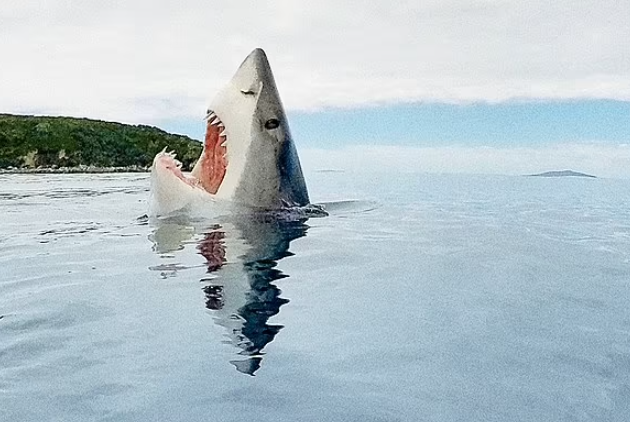 Mike Coots拍攝的鯊魚。(互聯網)