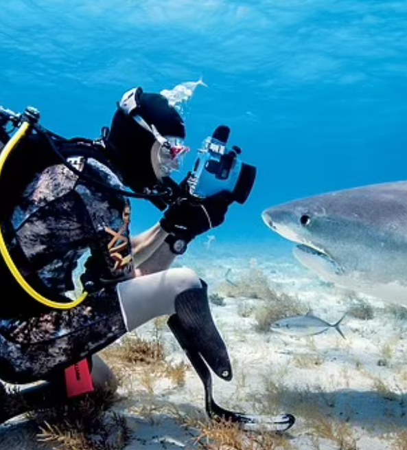 Mike Coots拍攝鯊魚。(互聯網)