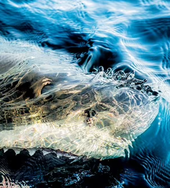 Mike Coots拍攝的鯊魚。(互聯網)