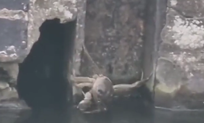 大閘蟹在英國「橫行」惹關注。(互聯網)