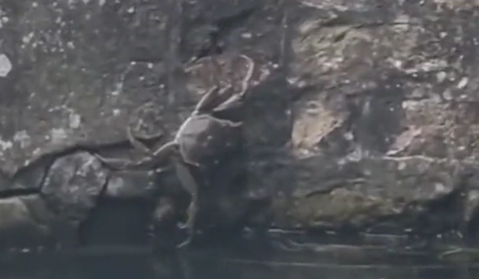 大閘蟹在英國「橫行」惹關注。(互聯網)