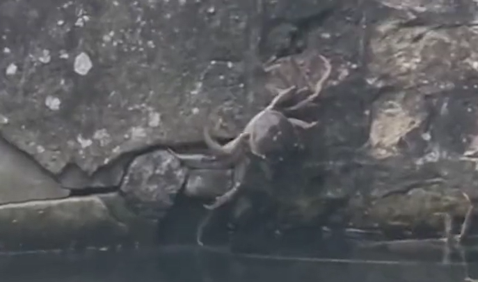 大閘蟹在英國「橫行」惹關注。(互聯網)