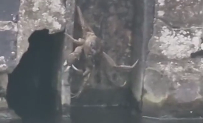 大閘蟹在英國「橫行」惹關注。(互聯網)