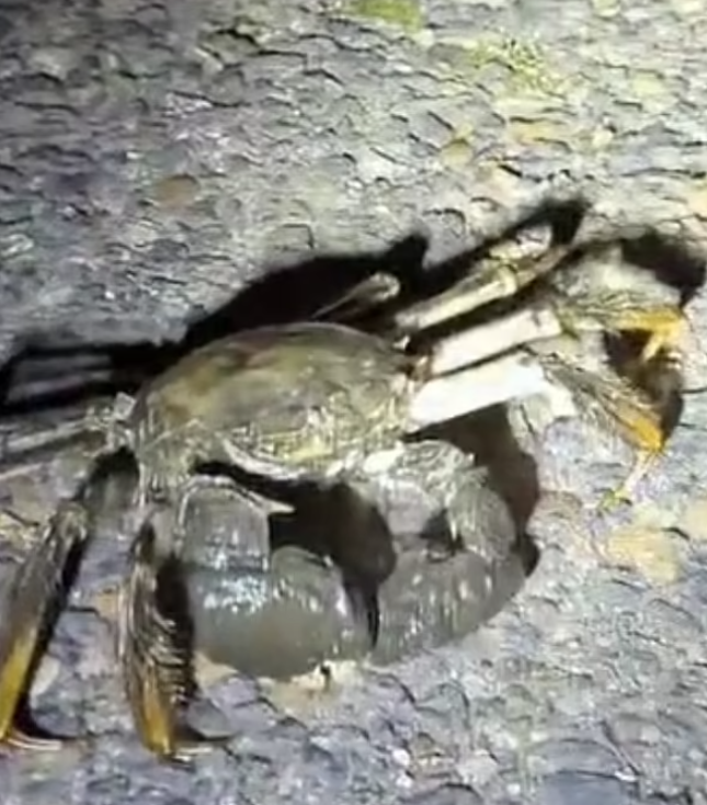 大閘蟹在英國「橫行」惹關注。(互聯網)