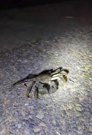 大閘蟹在英國「橫行」惹關注。(互聯網)