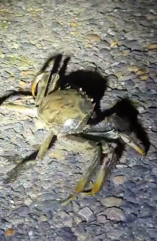 大閘蟹在英國「橫行」惹關注。(互聯網)