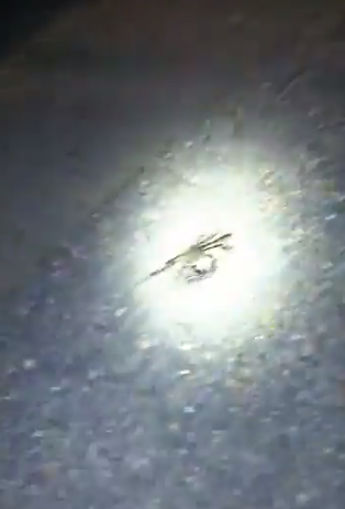 大閘蟹在英國「橫行」惹關注。(互聯網)