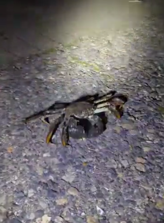 大閘蟹在英國「橫行」惹關注。(互聯網)