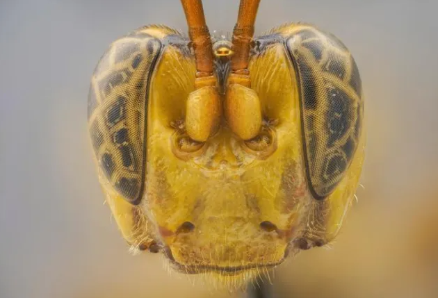 命名為「Capitojoppa amazonica」的新品種黃蜂,被指似「異形」般在宿主體內孵化。(互聯網)