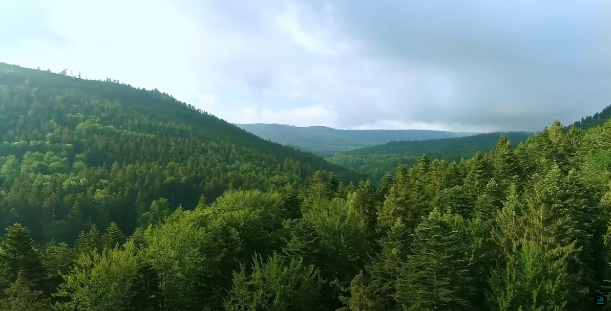 命名為「Capitojoppa amazonica」的新品種黃蜂在亞馬遜雨林被發現。(互聯網)