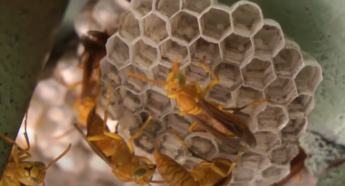 命名為「Capitojoppa amazonica」的新品種黃蜂,被指似「異形」般在宿主體內孵化。(互聯網)