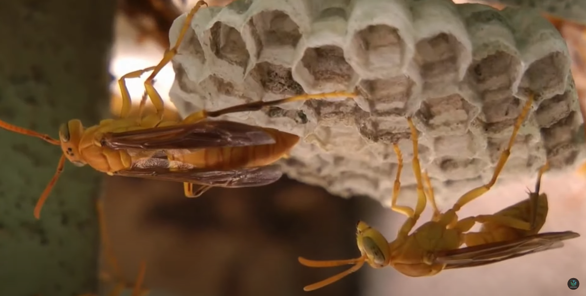命名為「Capitojoppa amazonica」的新品種黃蜂,被指似「異形」般在宿主體內孵化。(互聯網)