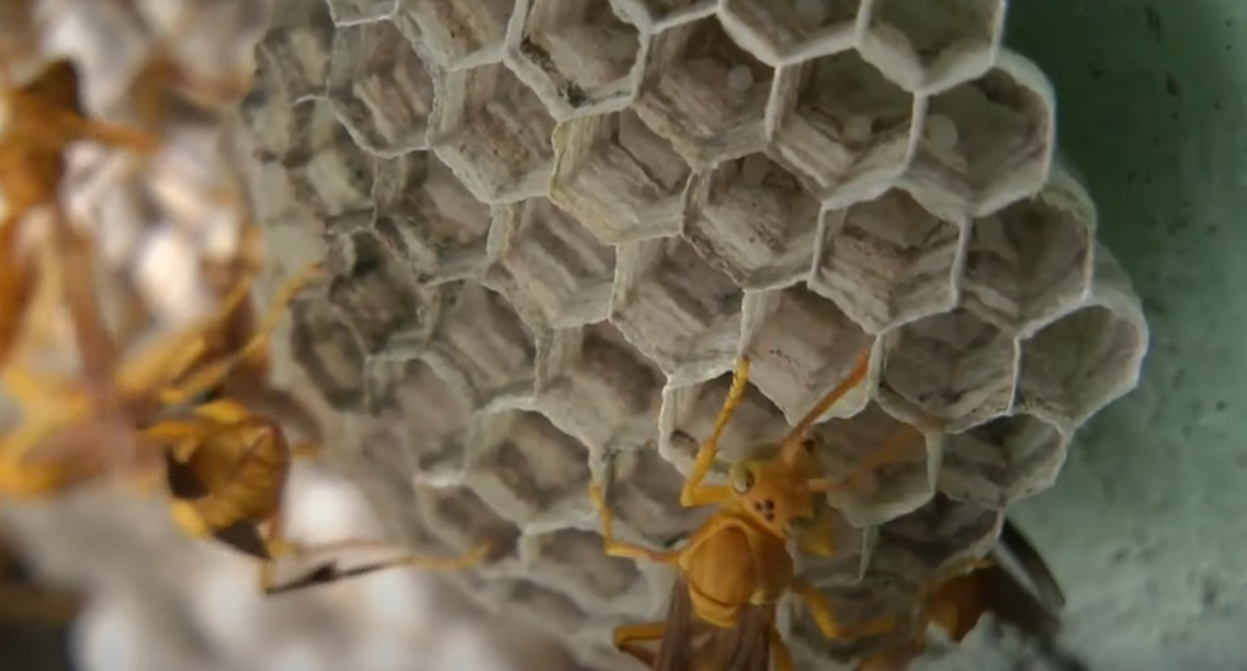 命名為「Capitojoppa amazonica」的新品種黃蜂,被指似「異形」般在宿主體內孵化。(互聯網)