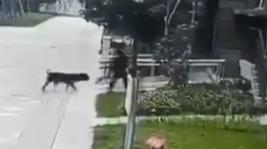 閉路電視拍攝到母親帶女童外出時,一隻黑色犬隻衝向女孩將她撲倒撕咬,並將其拖至草坪。母親嘗試阻止但不成功,直到一名清潔員拿長棒才把犬隻趕走。
