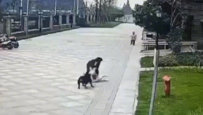 閉路電視拍攝到母親帶女童外出時,一隻黑色犬隻衝向女孩將她撲倒撕咬,並將其拖至草坪。母親嘗試阻止但不成功,直到一名清潔員拿長棒才把犬隻趕走。