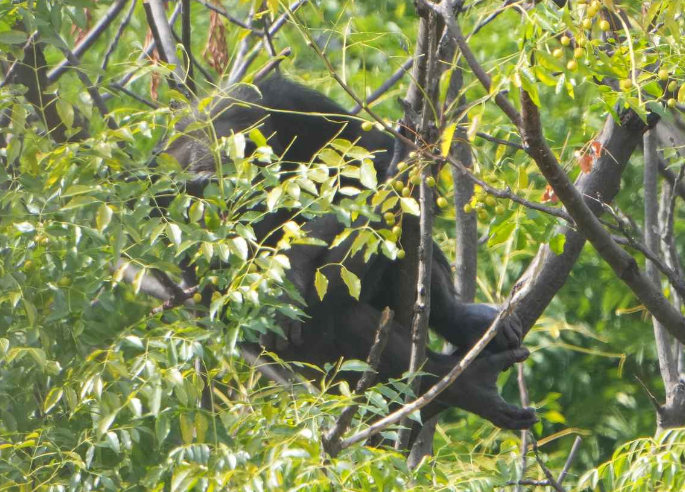 日本大阪知名景點天王寺動物園今日(17日)早上有一隻黑猩猩咬傷獸醫後逃出圍欄,在園區內遊走。(網上圖片)