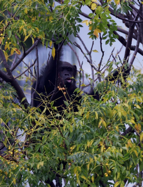 日本大阪知名景點天王寺動物園今日(17日)早上有一隻黑猩猩咬傷獸醫後逃出圍欄,在園區內遊走。(網上圖片)