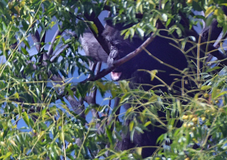 日本大阪知名景點天王寺動物園今日(17日)早上有一隻黑猩猩咬傷獸醫後逃出圍欄,在園區內遊走。(網上圖片)