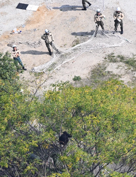 獸醫及後鎖定黑猩猩位置並發射麻醉槍,牠最終由樹上摔下來跌至安全網,成功捕獲。(網上圖片)
