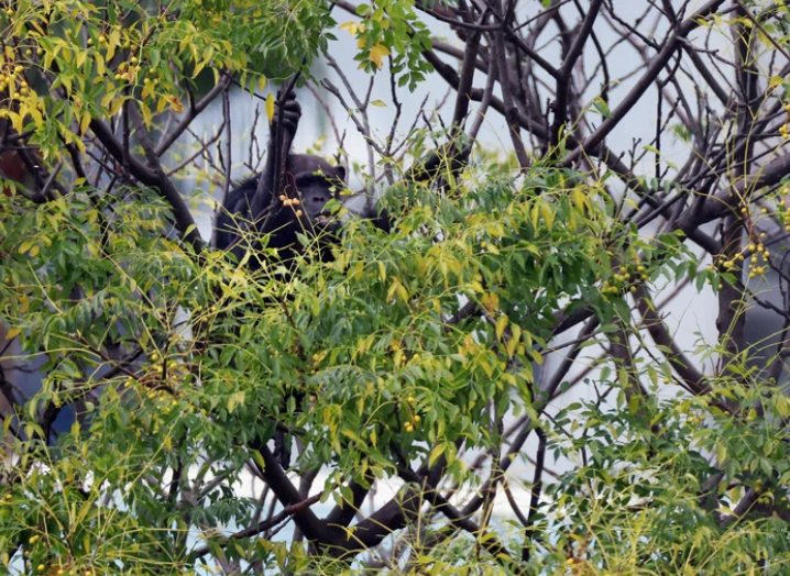 獸醫及後鎖定黑猩猩位置並發射麻醉槍,牠最終由樹上摔下來跌至安全網,成功捕獲。(網上圖片)
