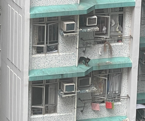 筲箕灣百厭柴犬危站4樓簷篷獲救(筲箕灣西灣河關注組fb)