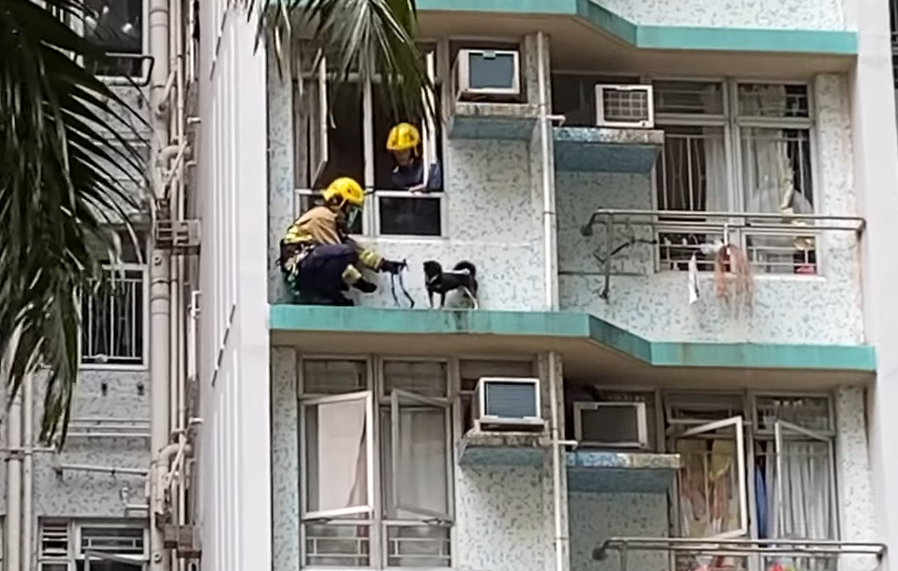 筲箕灣百厭柴犬危站4樓簷篷獲救(筲箕灣西灣河關注組fb)