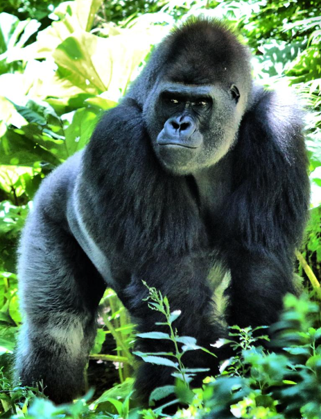 有用家就崩潰稱「想白的地方確實白了,但塗的位置都突然長毛了,還要變成茂密的森林了,很可怕」。(圖片來源:Unsplash@LauraSeaman)