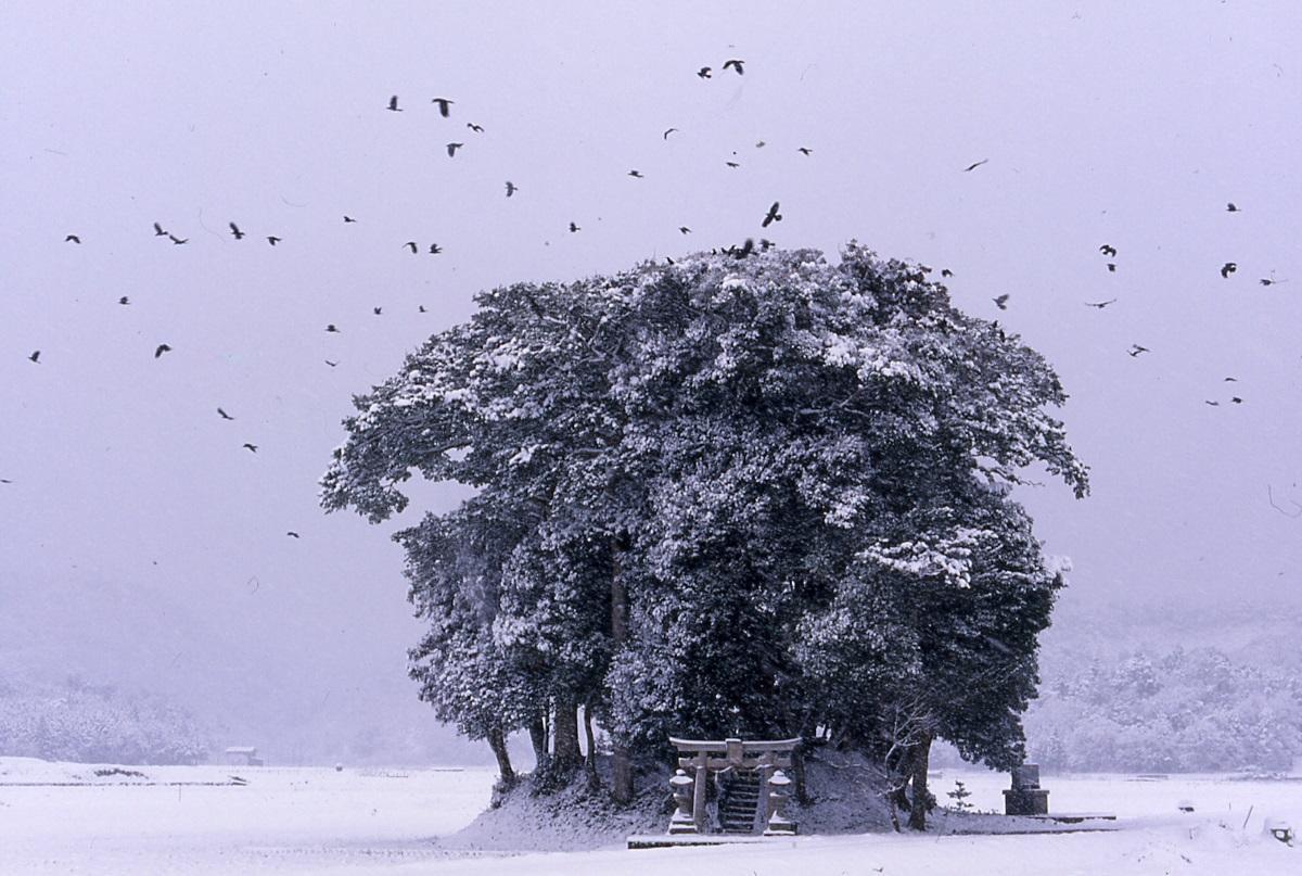 鳥取打卡景點 #02.小原神社,位於南部町、又被稱為「花椰菜神社」,圓滾滾的大樹有如龍貓森林,是鳥取人氣攝影景點。(地址:鳥取縣西伯郡南部町原803)