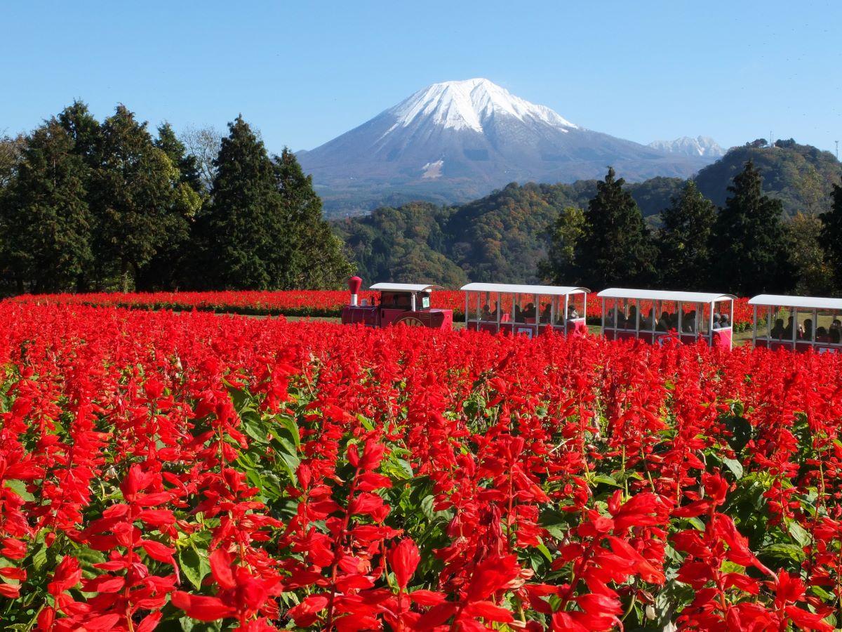 鳥取景點 鳥取花迴廊是西日本最大規模的花卉主題公園,一年四季都有不同的花卉接力盛放,室外花園更可遠眺大山。