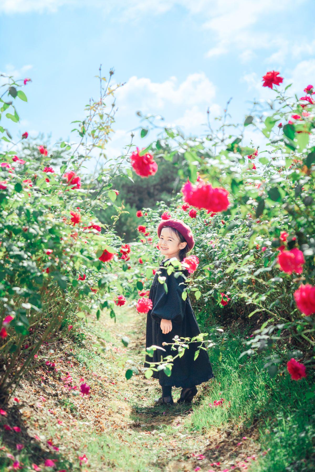 關西景點,世羅高原花之森位處約海拔540米高即日至11月5日「秋季玫瑰與花的花園」玫瑰花祭。(圖片來源:世羅高原農場)