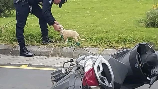 警員將靴子放在路邊草地,並輕撫牠以作安慰。(X)