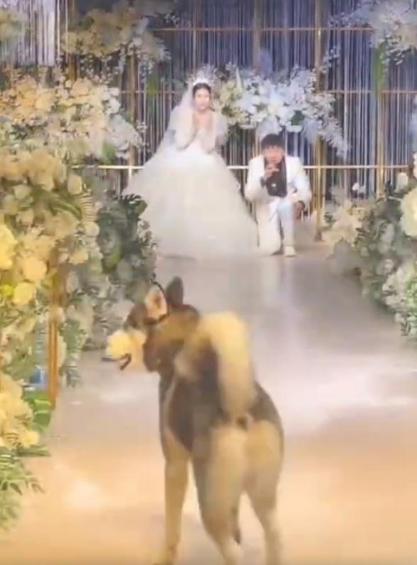 二哈竟走到一半突然縮沙調頭就跑,幸好被後方的親友截停。(微博)