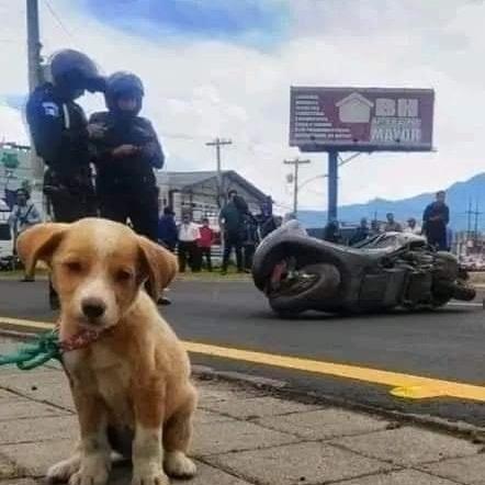 警員將靴子放在路邊草地,並輕撫牠以作安慰。(X)