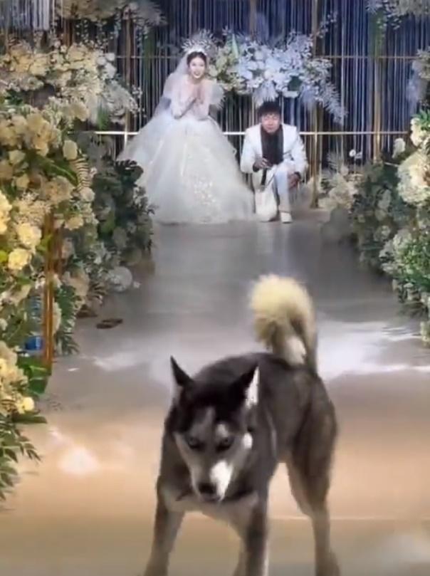 二哈竟走到一半突然縮沙調頭就跑,幸好被後方的親友截停。(微博)