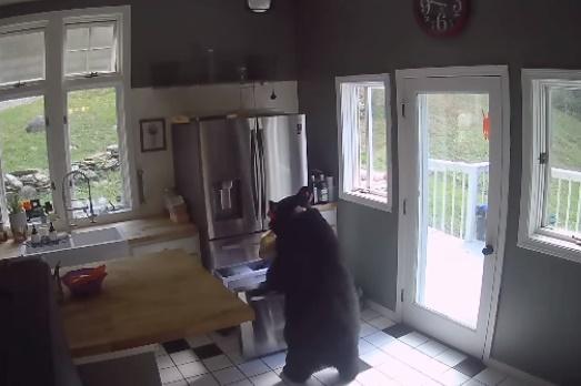 黑熊用後腿站立打開冷凍櫃,用口將裡面一袋千層麵擔出來,並從窗戶離開。(IG)